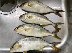 ネリゴの釣果