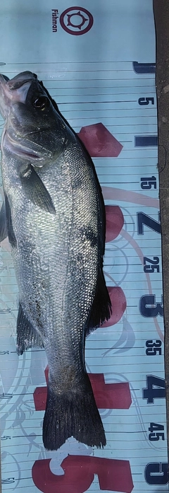 フッコ（ヒラスズキ）の釣果