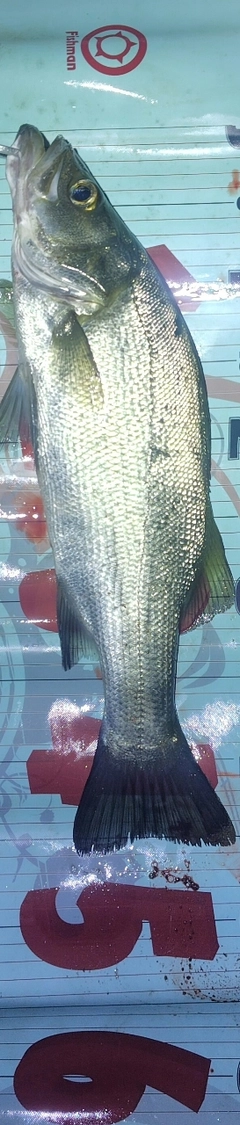 フッコ（ヒラスズキ）の釣果