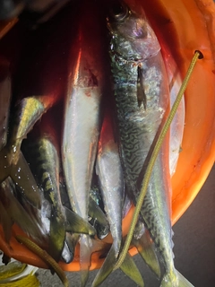 サバの釣果