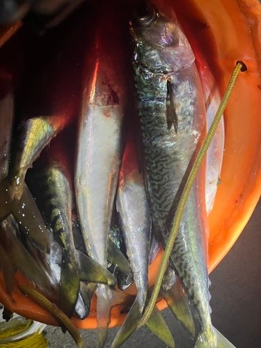 サバの釣果