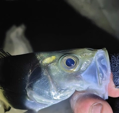 セイゴ（ヒラスズキ）の釣果