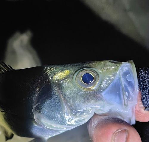 セイゴ（ヒラスズキ）の釣果