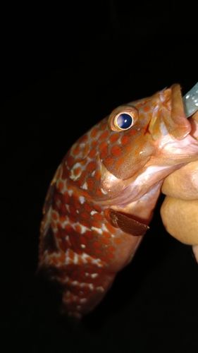 アコウの釣果