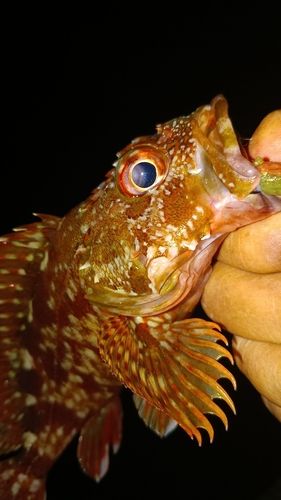 ガシラの釣果