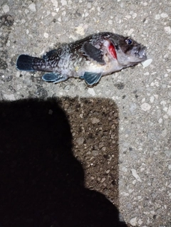 マゾイの釣果