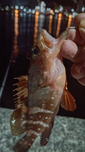 アコウの釣果