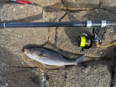 イサキの釣果