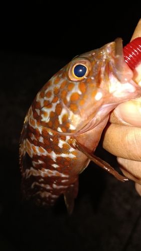 アコウの釣果
