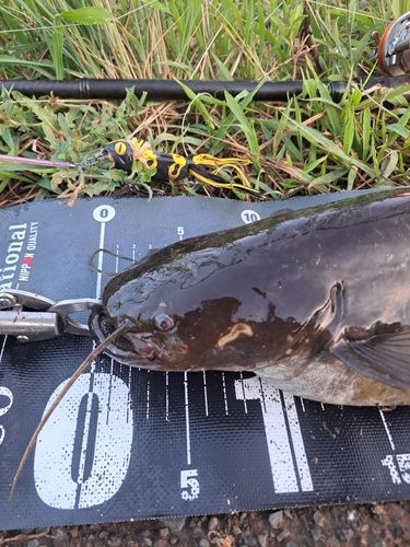 ナマズの釣果