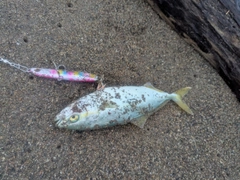 ワカシの釣果