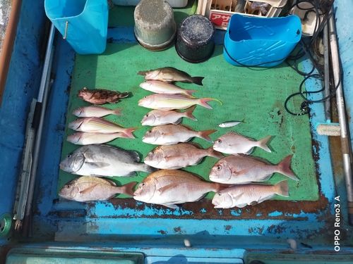 マダイの釣果
