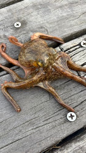 タコの釣果