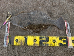 ソゲの釣果