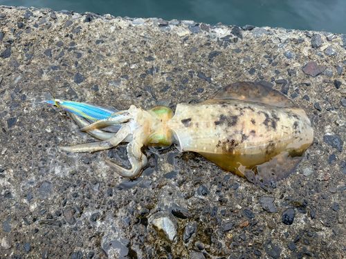 アオリイカの釣果