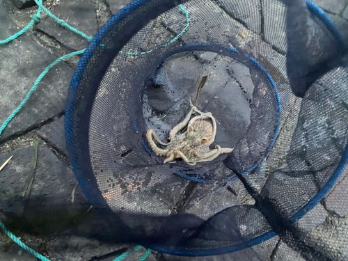 タコの釣果