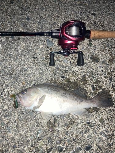 クロソイの釣果