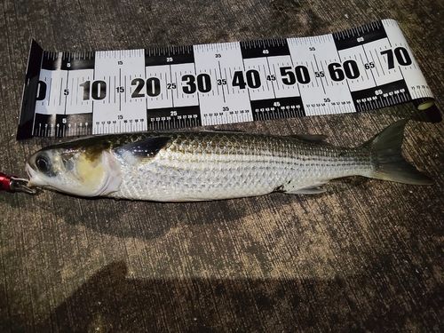 ボラの釣果
