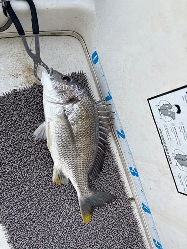 キビレの釣果