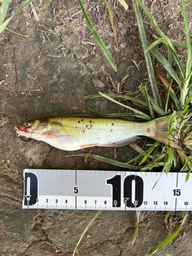 アメリカナマズの釣果