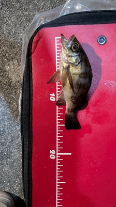 メバルの釣果