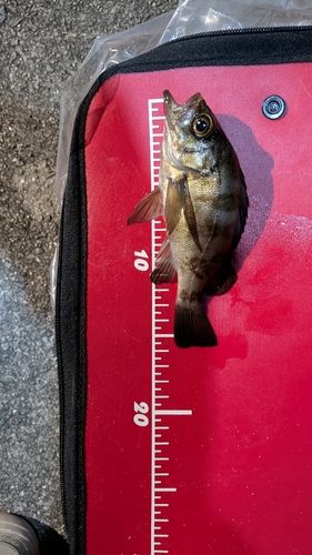 メバルの釣果