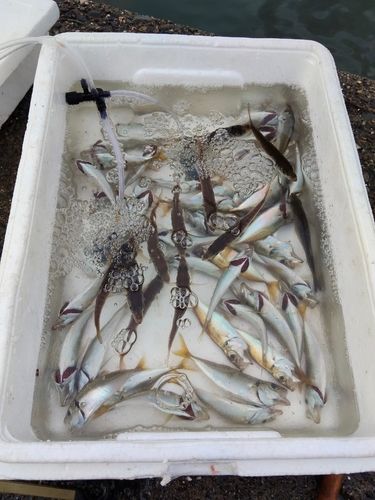 アジの釣果