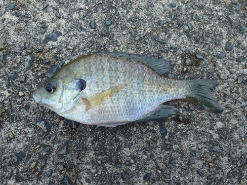 ブルーギルの釣果