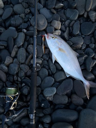 カンパチの釣果