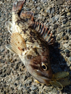 ソイの釣果