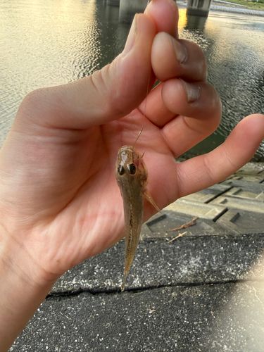マハゼの釣果