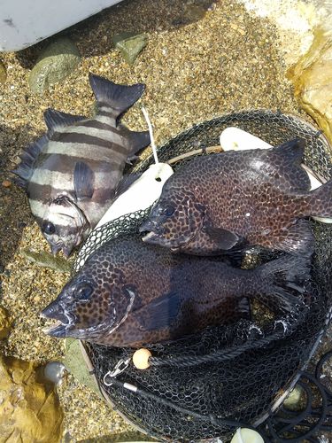 イシガキダイの釣果