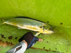 シイラの釣果