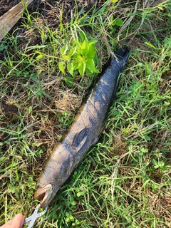 ライギョの釣果