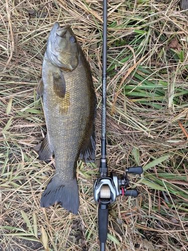 スモールマウスバスの釣果