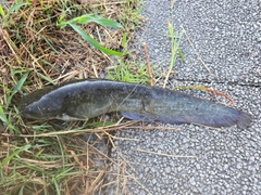 ナマズの釣果