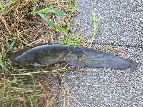 ナマズの釣果