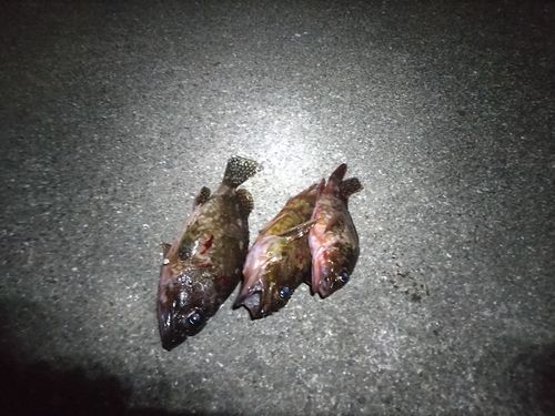 カサゴの釣果