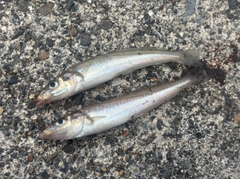 キスの釣果