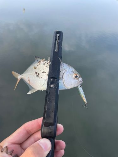 メッキの釣果