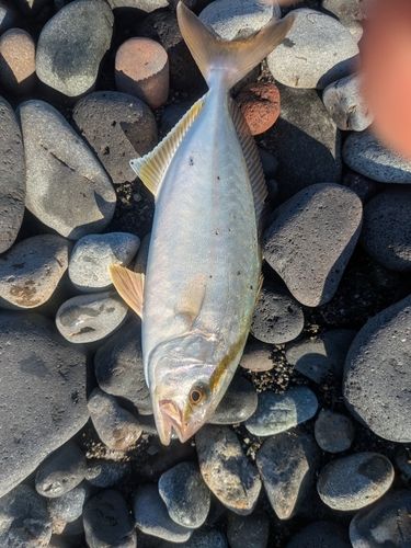 ショゴの釣果