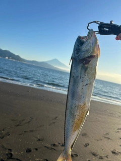 シイラの釣果