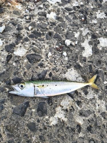 サバの釣果