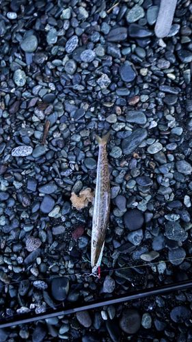カマスの釣果