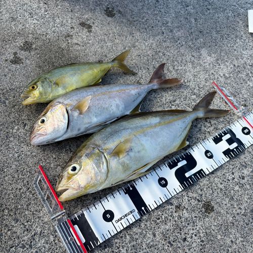 ショゴの釣果