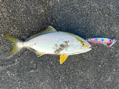 ショゴの釣果