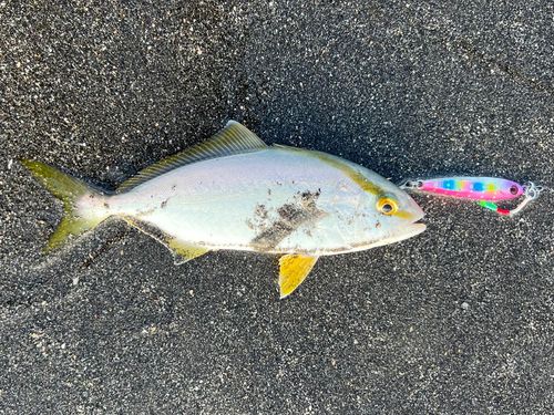 ショゴの釣果