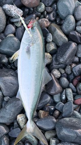 イナダの釣果