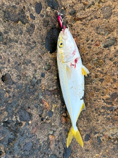 ワカシの釣果