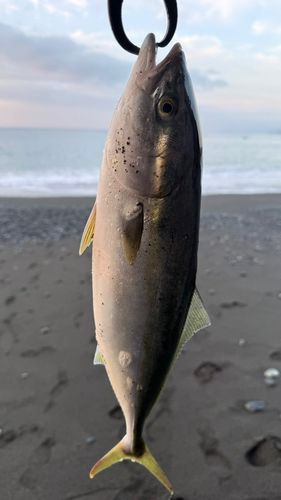 イナダの釣果